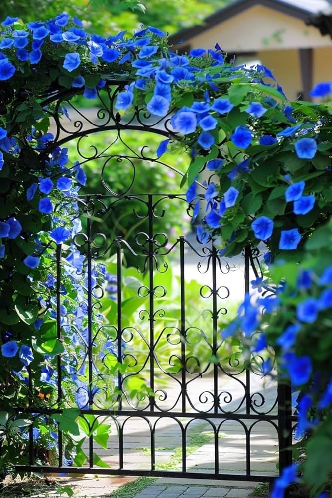 Flowerssamen der schwarzen morgenröte schwarz morning glory samen