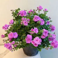 Violett Geranie Pelargonium Blumensamen zur Aussaat leuchtend Traditionssorte & ohne Gentechnik Samen Hausgarten