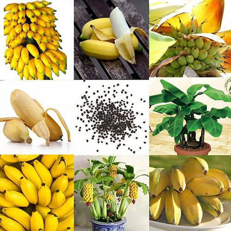 Graines de banane pour une plantation facile