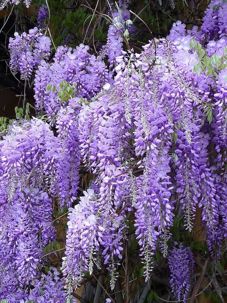 Blauregen sinensis Lila Blumensamen – Lila Blauregen Pergolas und Landscapes
