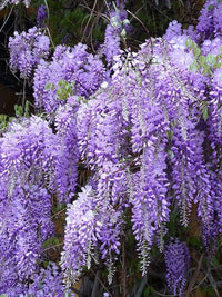 Blauregen sinensis Lila Blumensamen – Lila Blauregen Pergolas und Landscapes