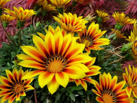 exotisch Mittagsgold Blumensamen zur Aussaat verschönert Garten!