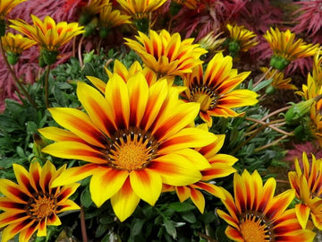 exotisch Mittagsgold Blumensamen zur Aussaat verschönert Garten!