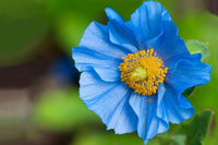 Himalayan Blau Poppy Samen zur Aussaat Meconopsis Betonicifolia Cool Gärten