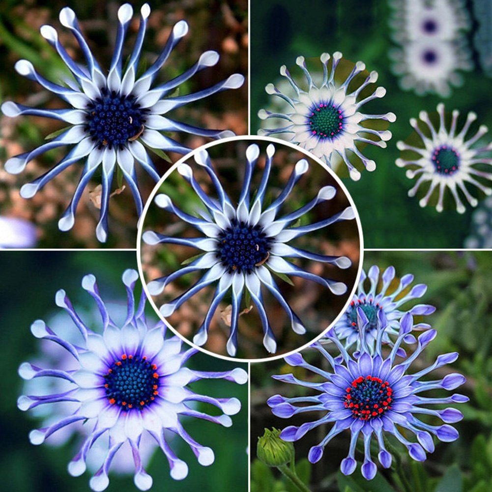 Blau Daisy Samen zur Aussaat Blume Beet Hausgarten