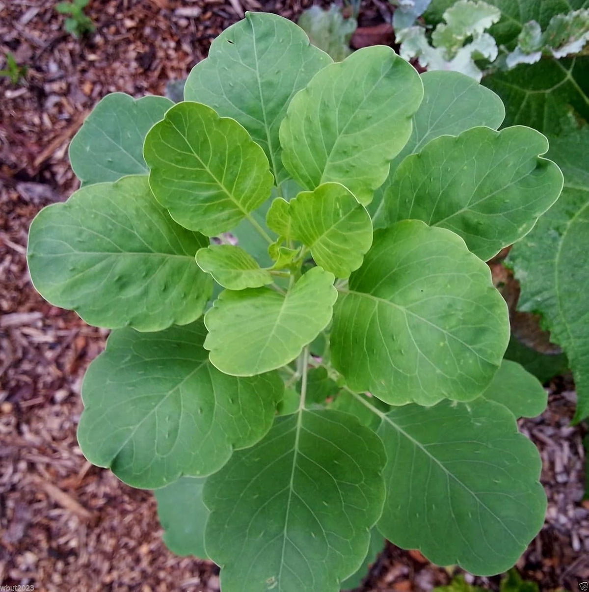 Papalo blume samen for anpflanzung - hardy variety, heirloom & gmo free samen for home garten
 
 sale samen for home garten