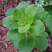 Papalo blume samen for anpflanzung - hardy variety, heirloom & gmo free samen for home garten
 
 sale samen for home garten
