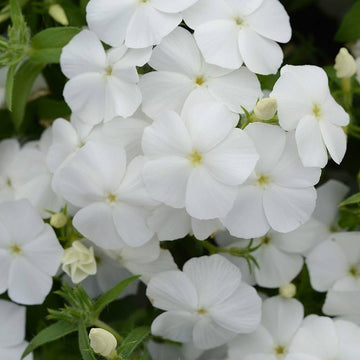 Bright weiß phlox phlox paniculata samen for anpflanzung in home garten