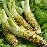 Wasabi Gemüse Samen zum Pflanzen