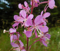 Epilobium Angustifolium Willowherb Samen Wildblume mehrjährig Garten