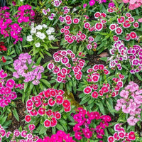Gemischt Barbatus Blumensamen für eine farbenfrohe Aussaat