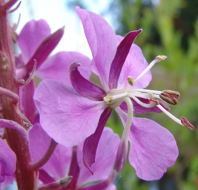 Rosebay willowherb epilobium angustifolium pflanze samen