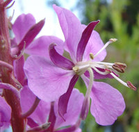 Rosebay willowherb epilobium angustifolium pflanze samen