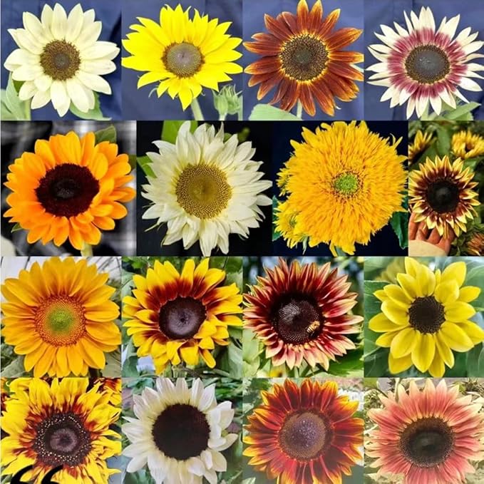 Sonnenblume Mischung Samen farbenfroh Sommer Blüten