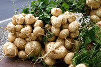 Braun Jicama Gemüse Planting Samen