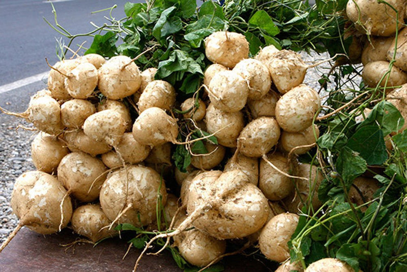 Braun Jicama Gemüse Planting Samen