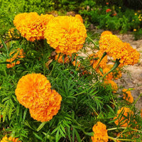 African marigold tagetes blume samen for garten anpflanzung