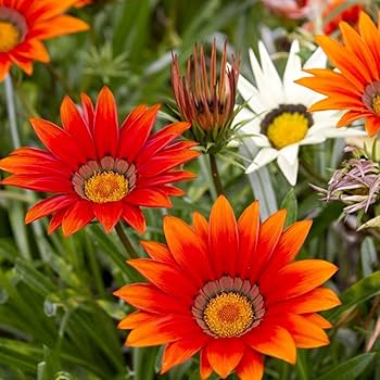 Gray Mittagsgold Blumensamen zur Aussaat – kompakt Wuchs – Traditionssorte & ohne Gentechnik Samen Hausgarten