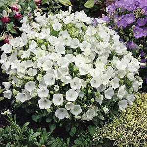 Campanula campanula spp for anpflanzung in blume bed