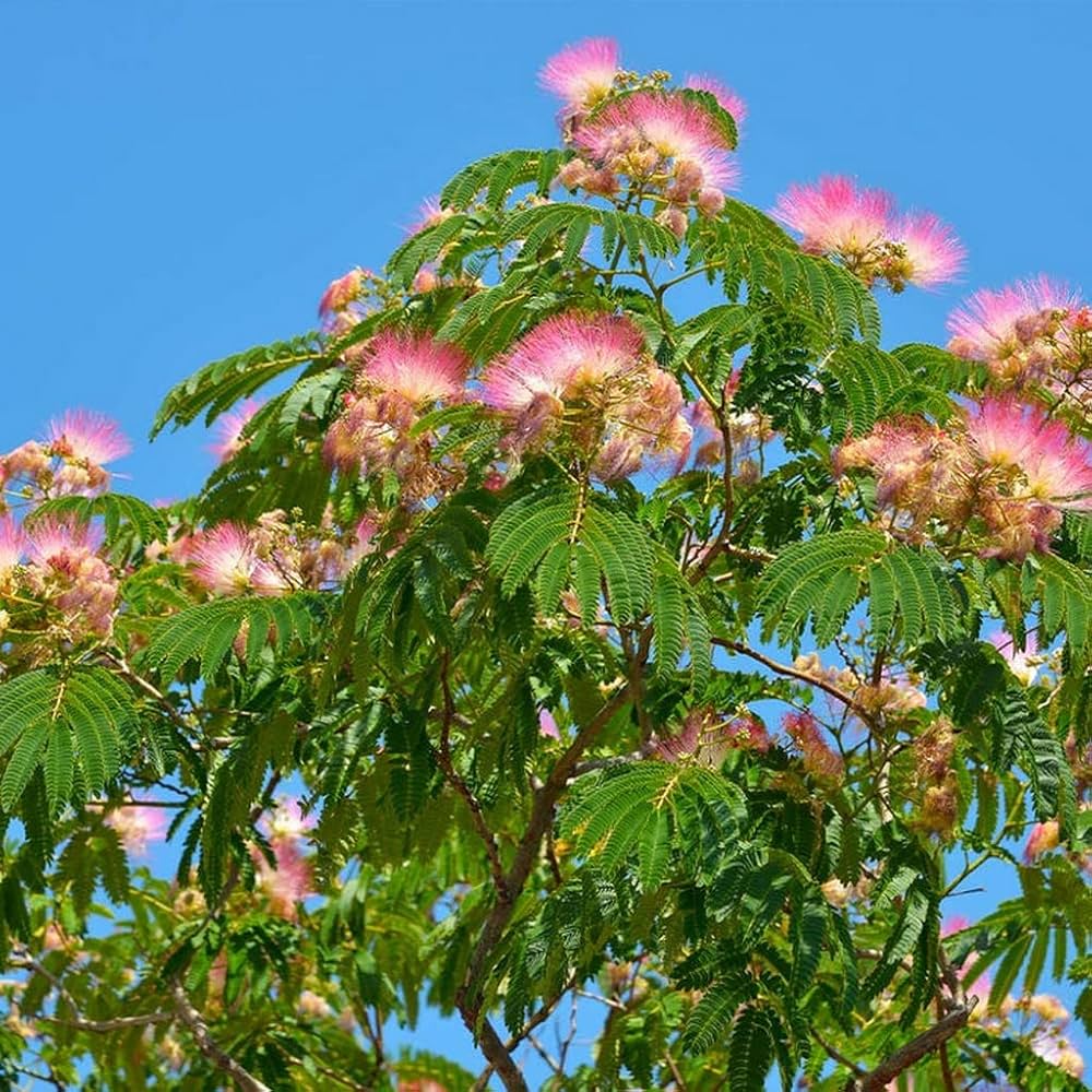 Albizia Blumensamen (Mimosa Silk Baum) elegant – tropisch Blumen