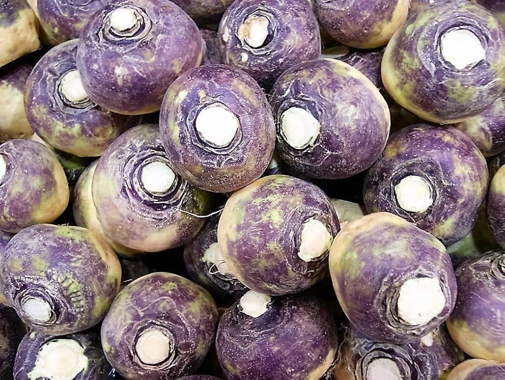 Lila Weiß Rutabaga Samen zum Pflanzen, Gemüsesamen