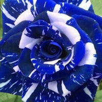 Weiß Blau Rose Blumensamen zur Aussaat Anzucht Traditionssorte & ohne Gentechnik Samen Hausgarten