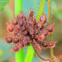 Mimosa pudica samen for anpflanzung: sensitive pflanze blume