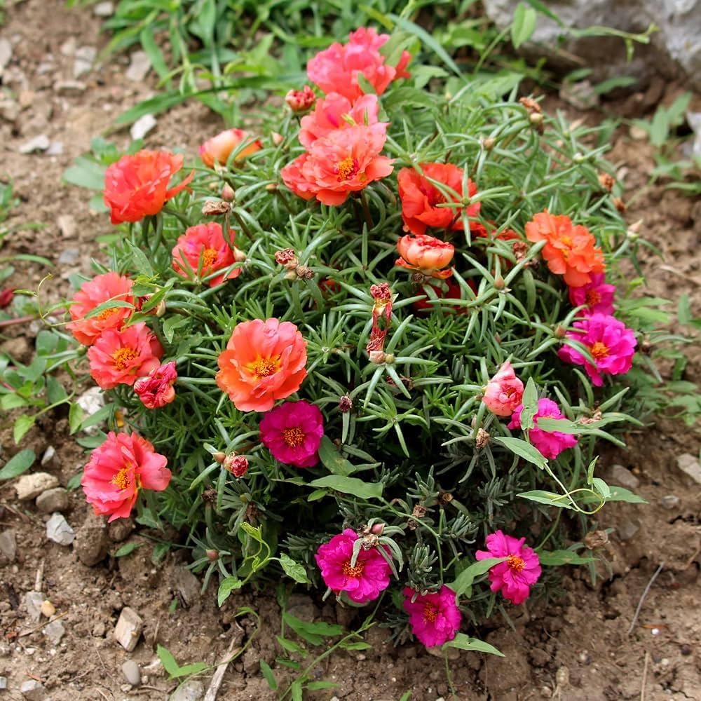 Grandiflora Blumensamen zur Aussaat Drought verträglich Traditionssorte & ohne Gentechnik Samen Hausgarten