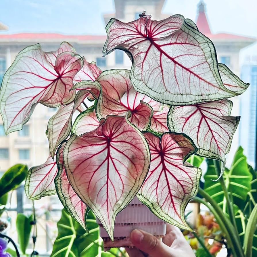 Gemischt Caladium Blumensamen zur Aussaat – Garten beliebt – Traditionssorte & ohne Gentechnik Samen Hausgarten