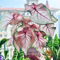 Gemischt Caladium Blumensamen zur Aussaat – Garten beliebt – Traditionssorte & ohne Gentechnik Samen Hausgarten