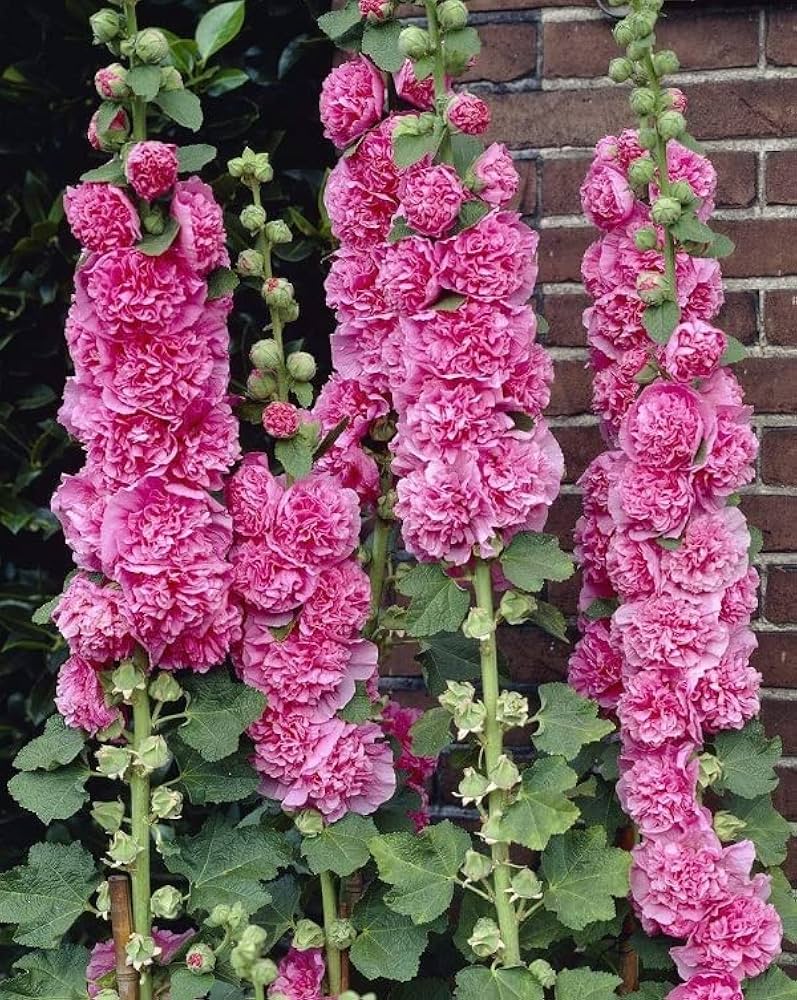 Stockrose Chater leuchtend Rosa Samen zur Aussaat Landhaus Garten Pathways