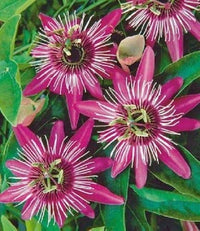Rosa Passion Blumensamen zur Aussaat Schnitt Blume beliebt Traditionssorte & ohne Gentechnik Samen Hausgarten