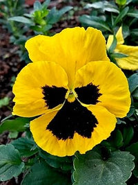 Gelb pansy blume samen for anpflanzung - perfect for borders, heirloom & gmo free samen for home garten
 
 sale samen for home garten