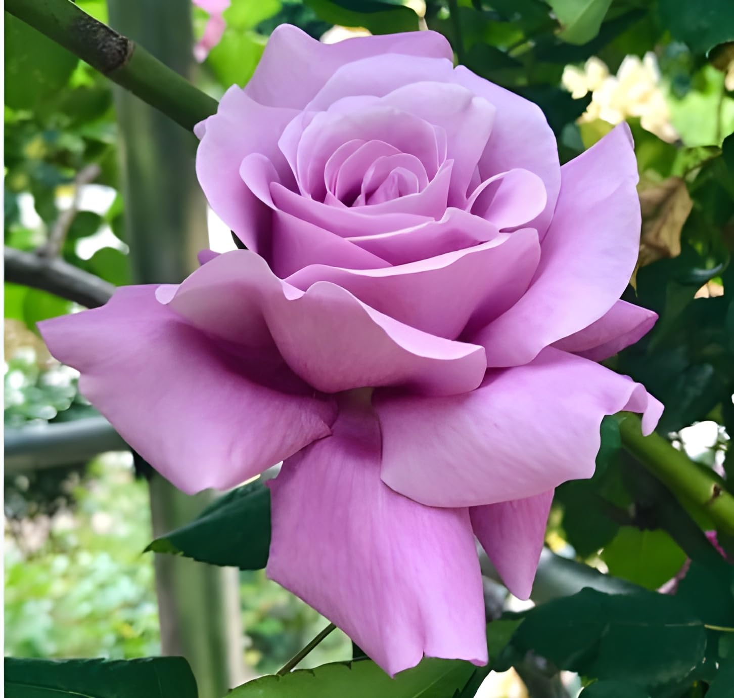 Violett kletternd Rose Blumensamen zur Aussaat kompakt Wuchs Traditionssorte & ohne Gentechnik Samen Hausgarten
