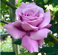 Violett kletternd Rose Blumensamen zur Aussaat kompakt Wuchs Traditionssorte & ohne Gentechnik Samen Hausgarten