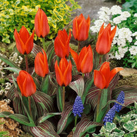 Tulips Rot Samen zur Aussaat Hausgarten Blume Beet