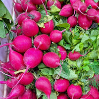 Dunkelrosa Rettich Samen zum Pflanzen - Vibrant Gemüse Variety