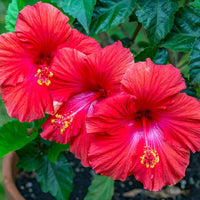 Traditionssorte Hibiskus Bonsai Blumensamen zur Aussaat leuchtend Blüten Traditionssorte & ohne Gentechnik Samen Hausgarten