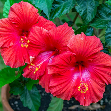 Rot Hibiskus Blumensamen zur Aussaat Landhaus Garten wichtig Traditionssorte & ohne Gentechnik Samen Hausgarten