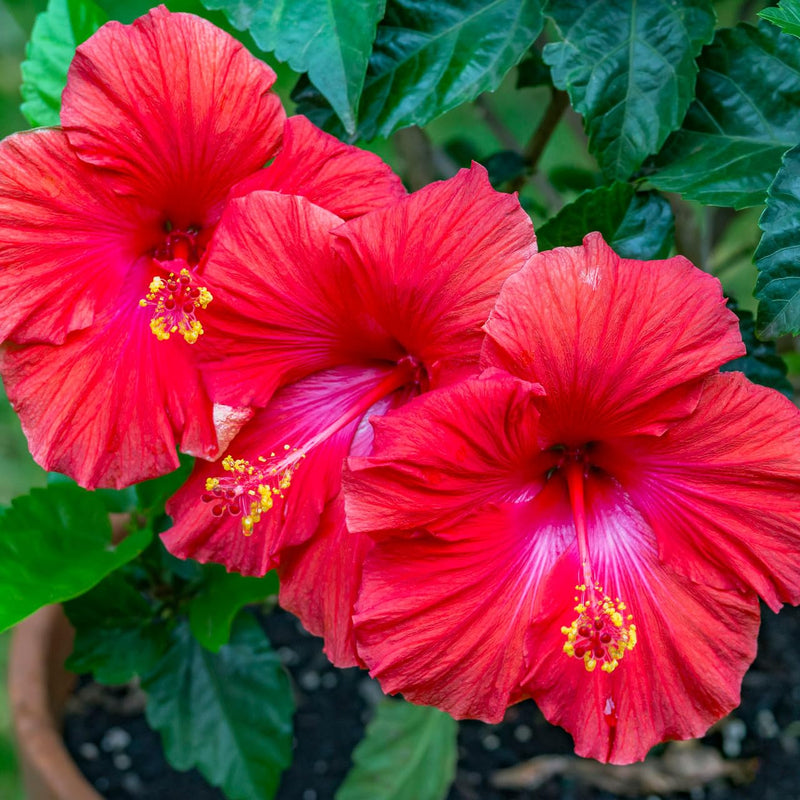 Rot Hibiskus Blumensamen zur Aussaat Landhaus Garten wichtig Traditionssorte & ohne Gentechnik Samen Hausgarten