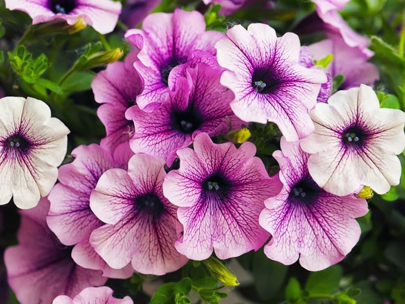 Tritunia violet petunia blume samen for lila garten blooms
