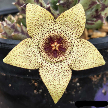 Gelb (gelb stapelia) samen for anpflanzung in home garten
