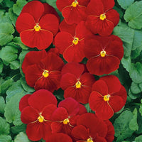 Stiefmütterchen Veilchen x wittrockiana Alpenglow Samen zur Aussaat Blume Beet balcony Garten