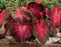Rot Thailand Caladium Blumensamen zur Aussaat sonnenliebend Traditionssorte & ohne Gentechnik Samen Hausgarten