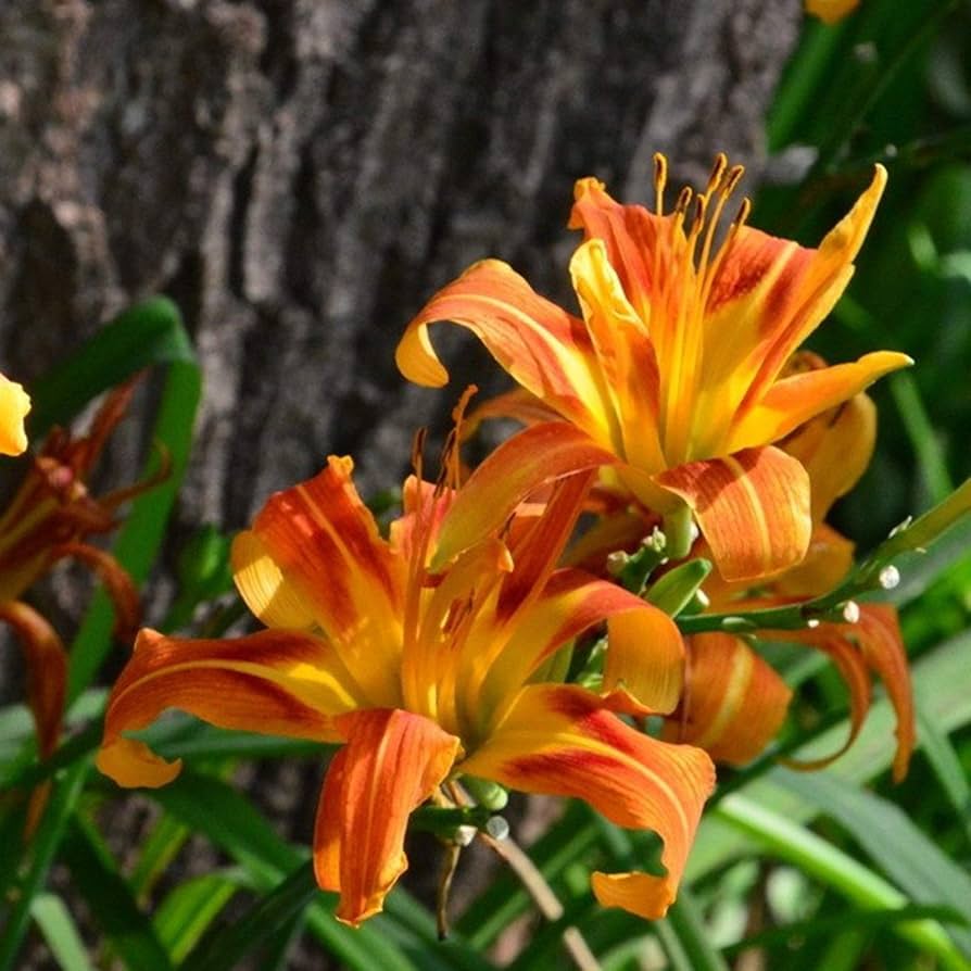 Gelb Rot Hemerocallis Blumensamen zur Aussaat – sonnenliebend – Traditionssorte & ohne Gentechnik Samen Hausgarten