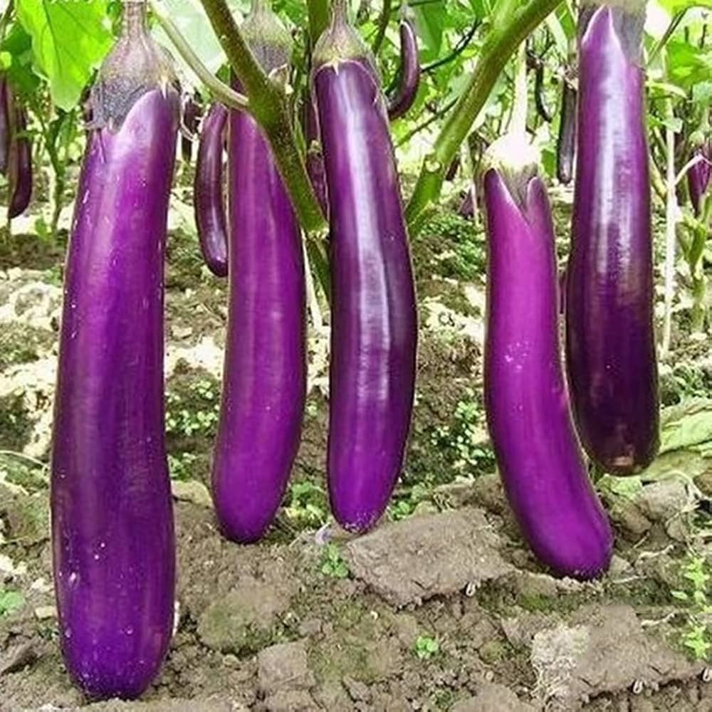 Violett Brinjal Gemüse Samen zum Pflanzen