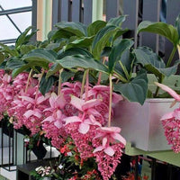 Medinilla Blumensamen zur Aussaat – kompakt Wuchs – Traditionssorte & ohne Gentechnik Samen Hausgarten