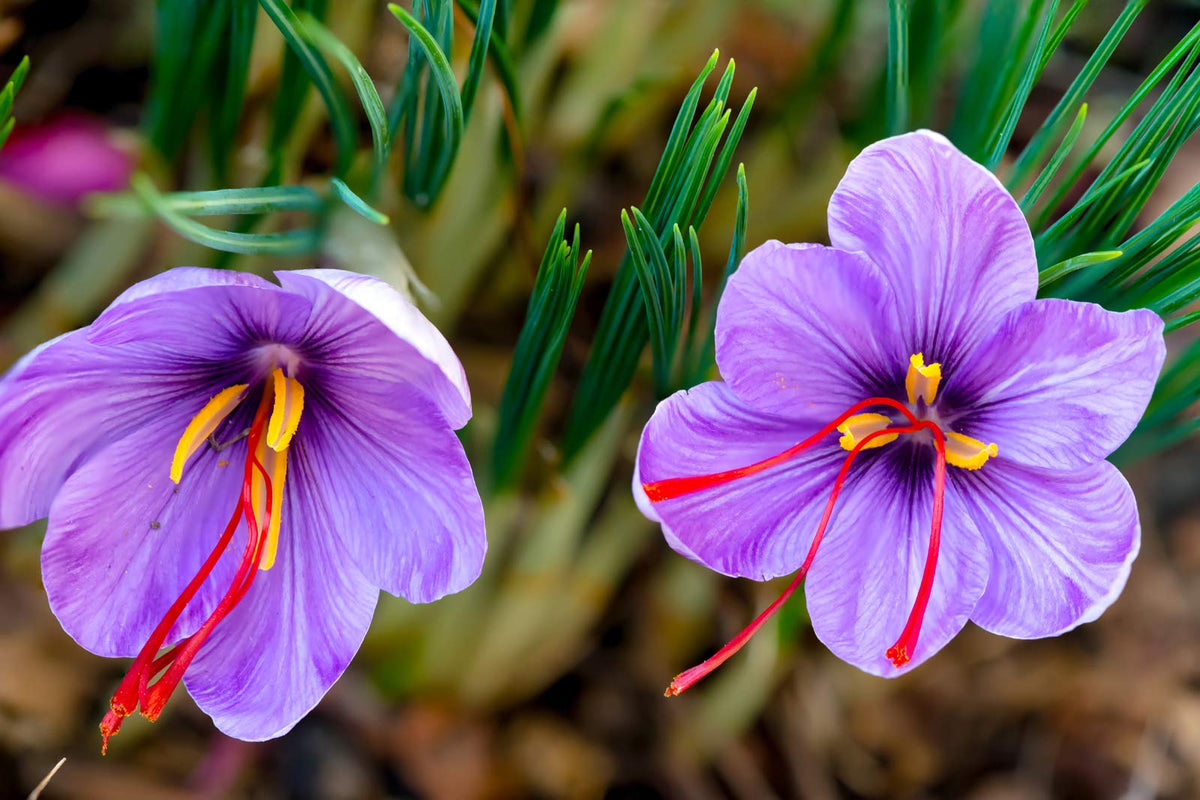 Heirloom (heirloom crocus) samen for anpflanzung in home garten