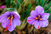 Heirloom (heirloom crocus) samen for anpflanzung in home garten