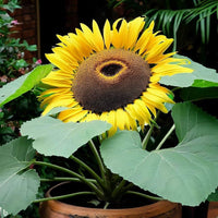 Sonnenblume Samen zur Aussaat Helianthus Annuus Sorte Mischung Garten border sunny yard